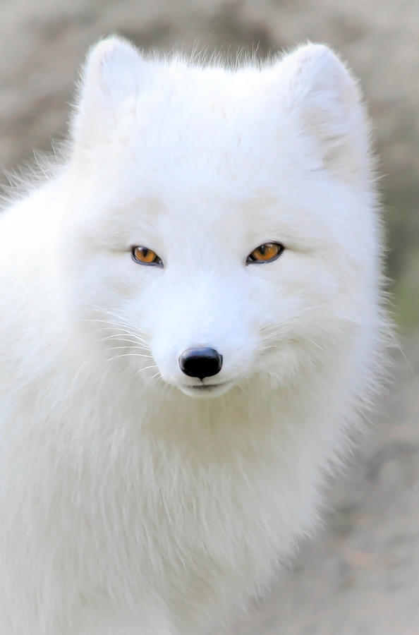 White Fox Puff Photograph by Athena Mckinzie