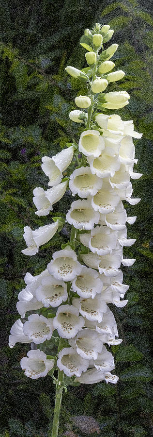 White Foxglove Flower Digital Art by Photographic Art by Russel Ray Photos