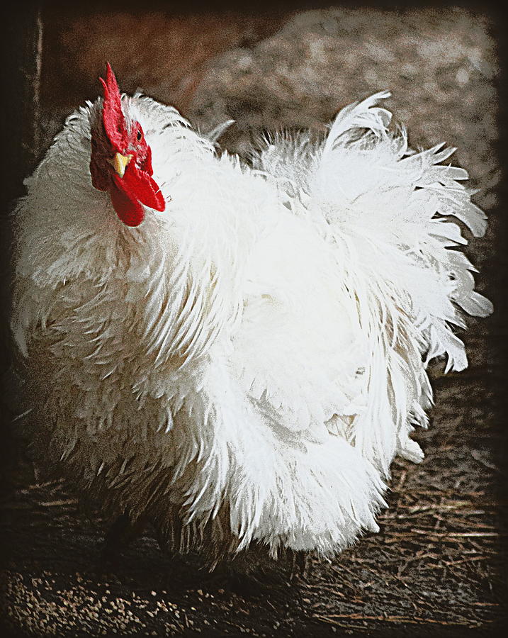 White Frizzle Rooster Photograph by Sheri McLeroy
