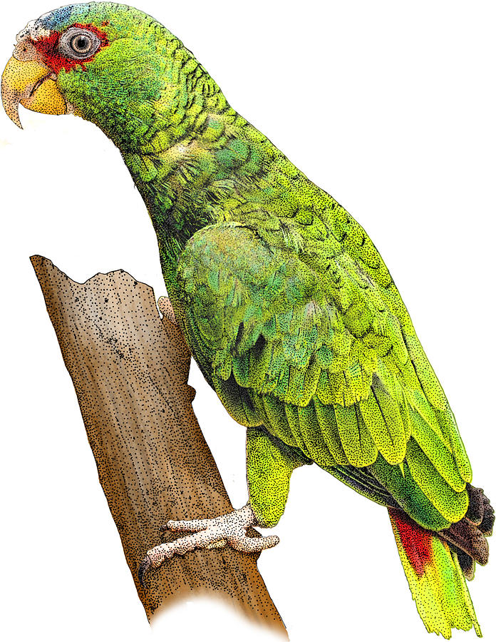 White-fronted Amazon, Illustration Photograph by Roger Hall