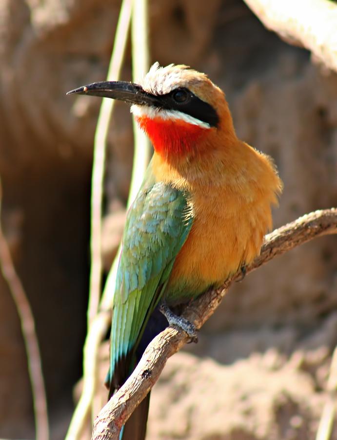 White Fronted Bee Eater Photograph by Amanda Stadther