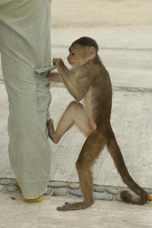White-fronted Capuchin Checking Pocket Photograph by Pete Oxford