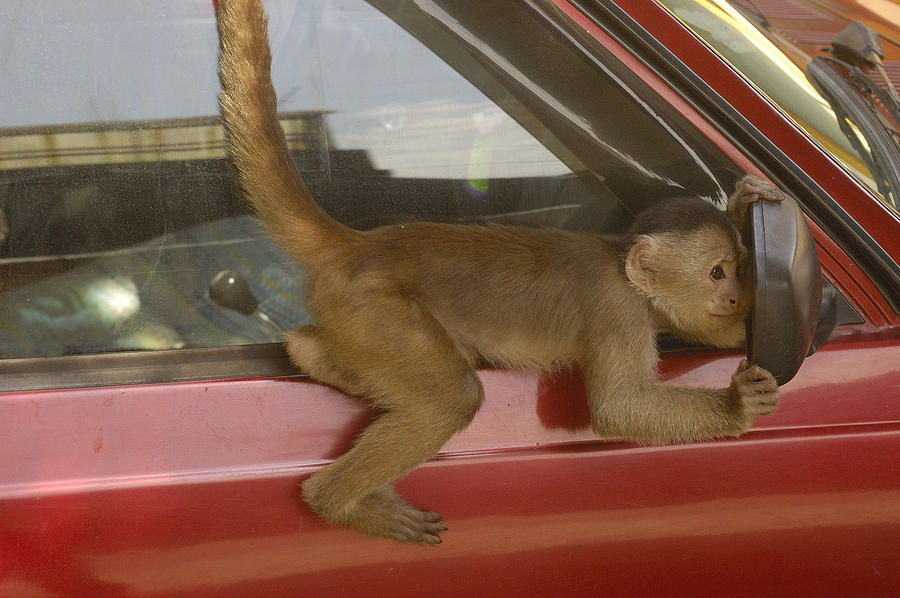 White-fronted Capuchin In Car Mirror Photograph by Pete Oxford