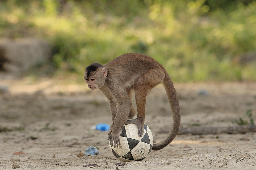 White-fronted Capuchin With Soccer Ball Photograph by Pete Oxford