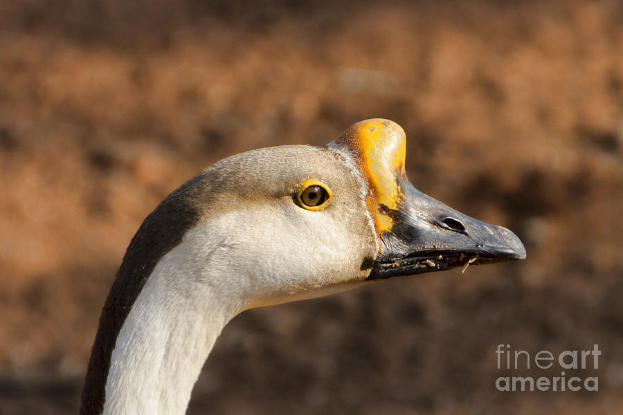 White Fronted Goose-Portrait Photograph by Douglas Barnard