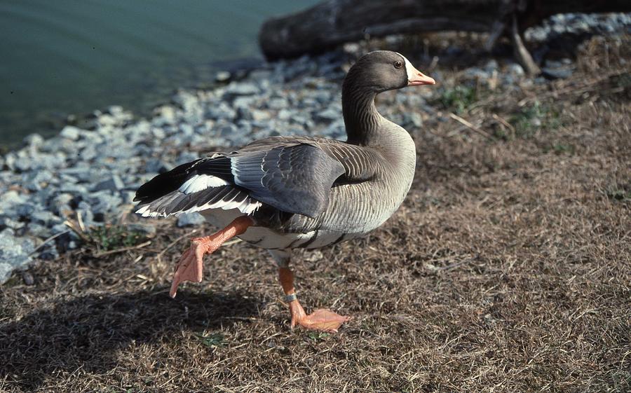 Goose Photograph - White Fronted Goose by Skip Willits