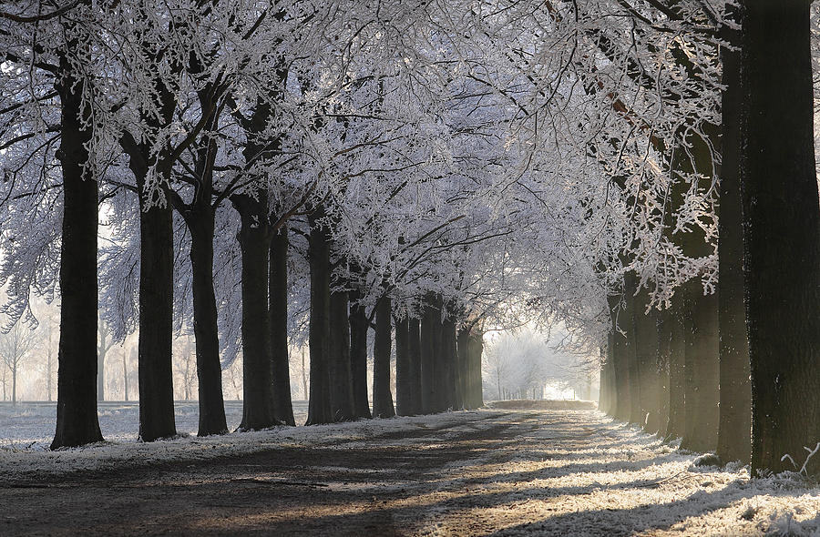 White Frost Photograph by Gregoir Hoppenbrouwers