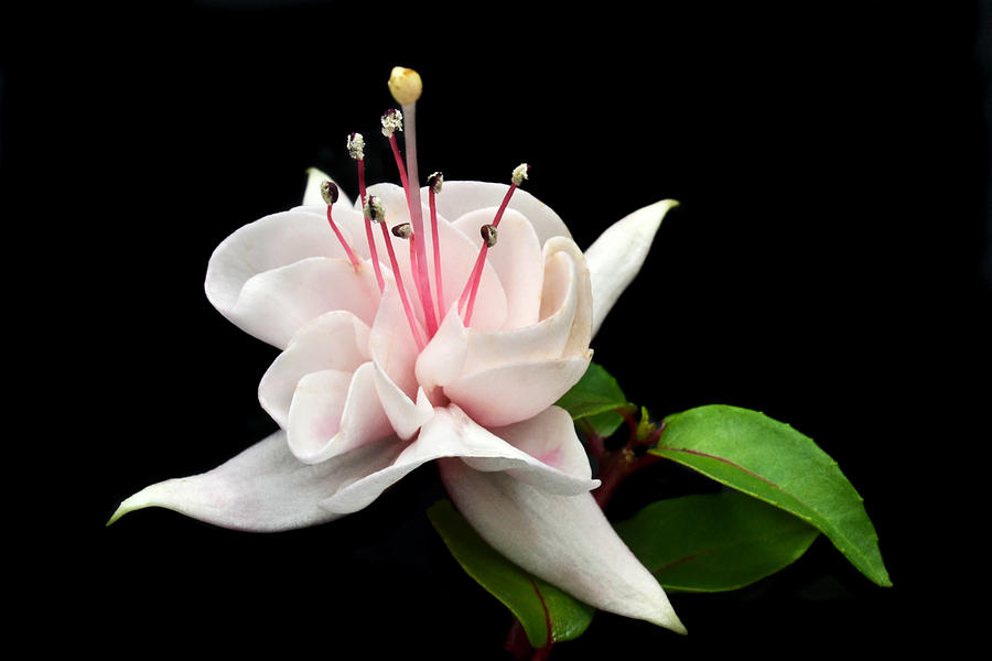 Flower Photograph - White Fuchsia. by Terence Davis