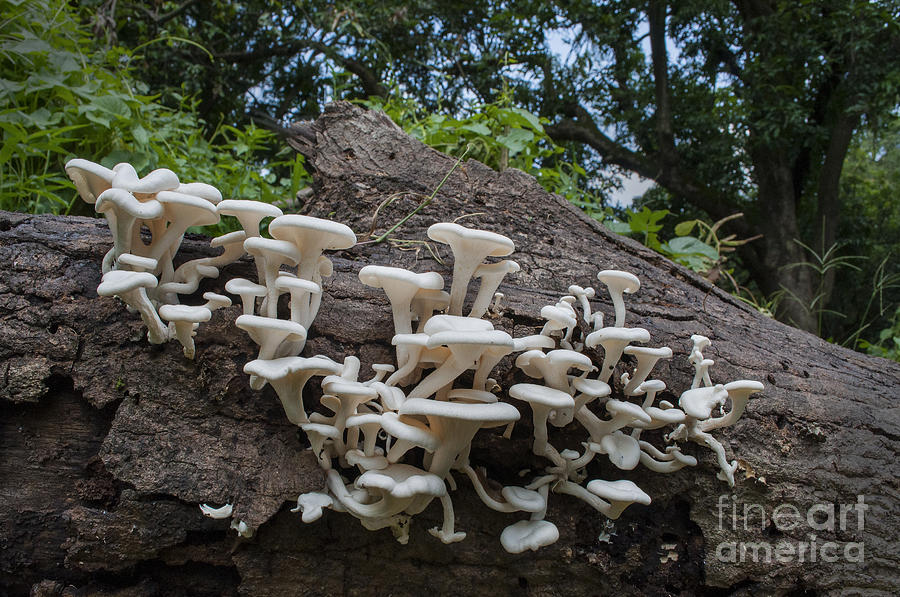 White fungus on wood log Photograph by Rudra Narayan Mitra