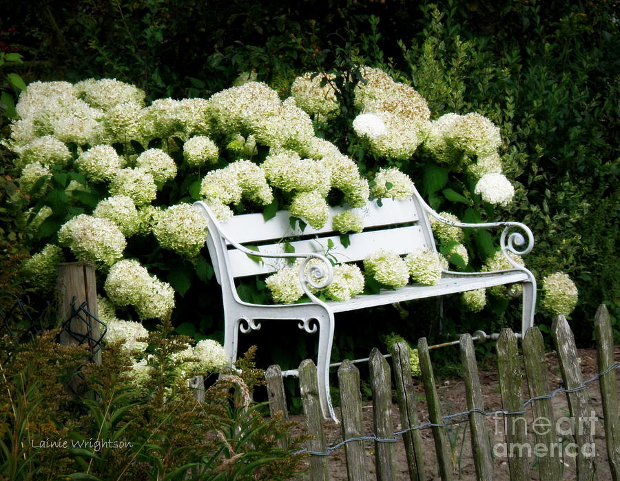 White Garden Bench Photograph by Lainie Wrightson