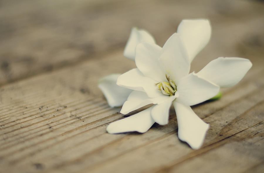 Flower Photograph - White Gardenia by Heather Applegate