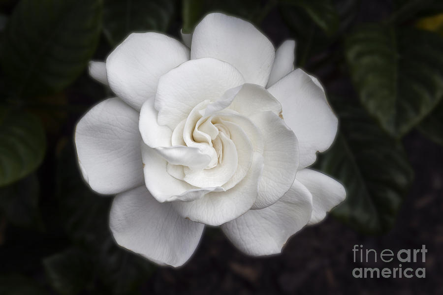 Gardenia Photograph - White Gardenia by Michael Waters