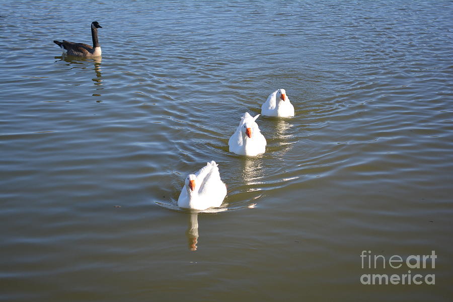 White Geese Swimming Photograph by Barb Dalton