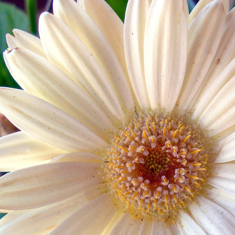White Gerbena Daisy Photograph by David G Paul