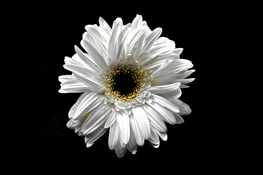 Black And White Photograph - White Gerber Daisy II by Kristina Deane