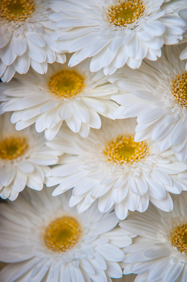 White Gerbera. Amsterdam Flower Market Photograph by Jenny Rainbow