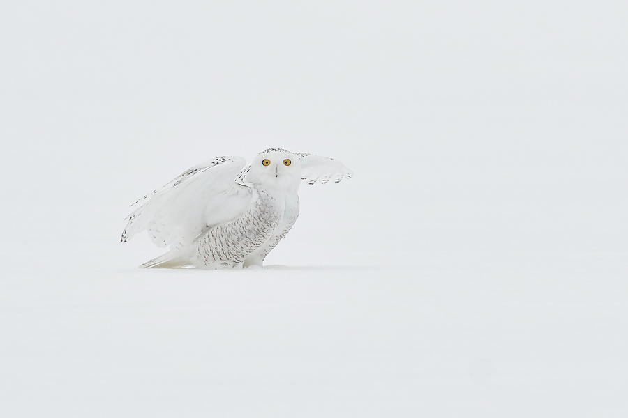 Winter Photograph - White Ghost by Jim Luo