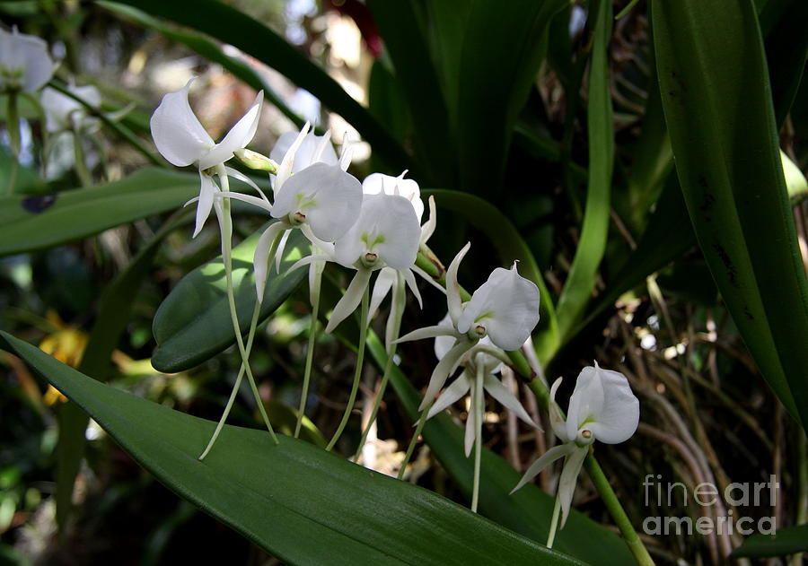 Orchid Photograph - White Ghost Orchids by Christiane Schulze Art And Photography