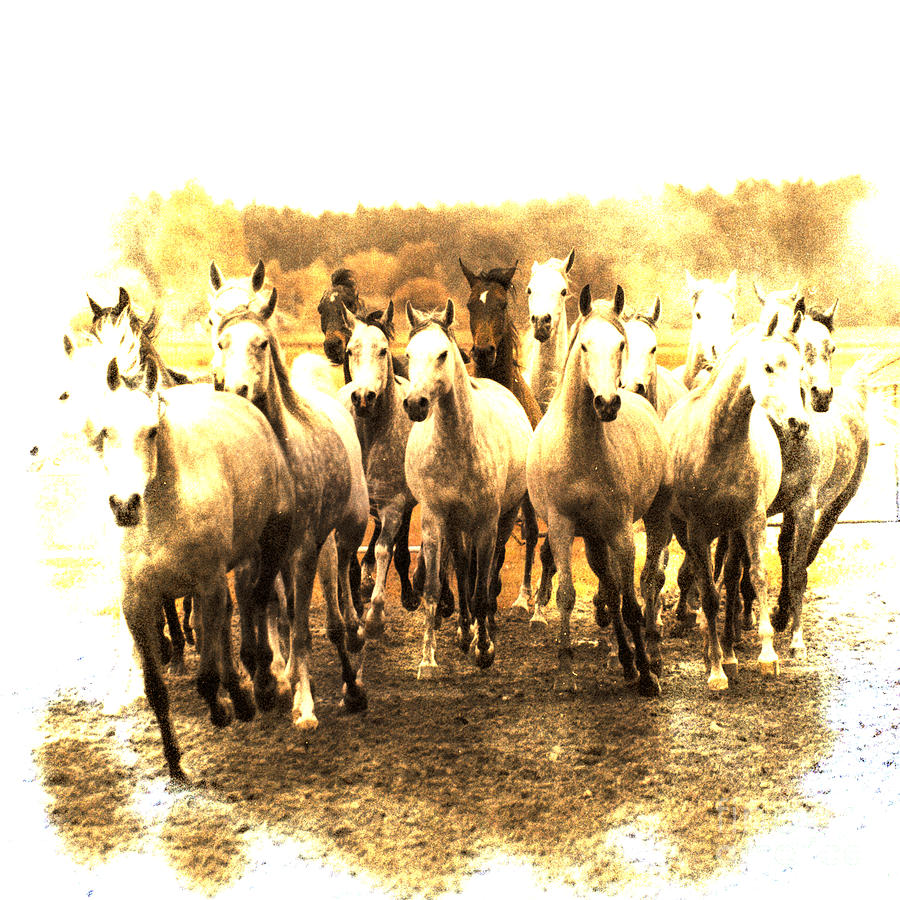 Horse Photograph - White Ghosts by Ang El