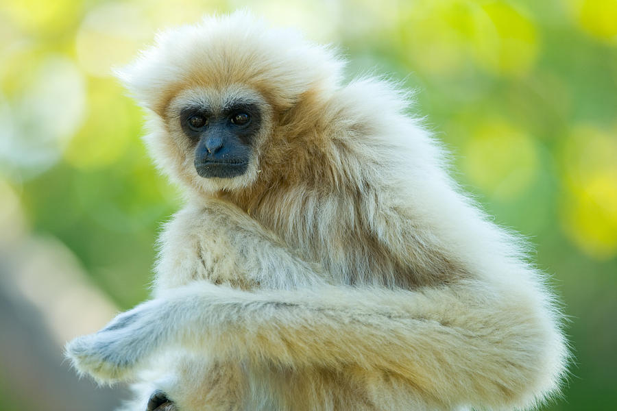 White Gibbon Ape Photograph by Celso Diniz