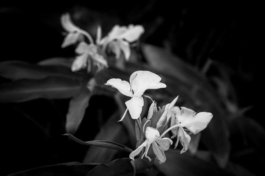 White Ginger Flowers H Coronarium Painted BW   Photograph by Rich Franco