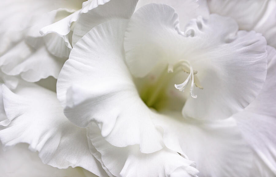 White Gladiola Flower Brilliance Photograph by Jennie Marie Schell