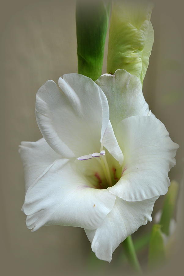 White Gladiola Flower Photograph by Nathan Abbott