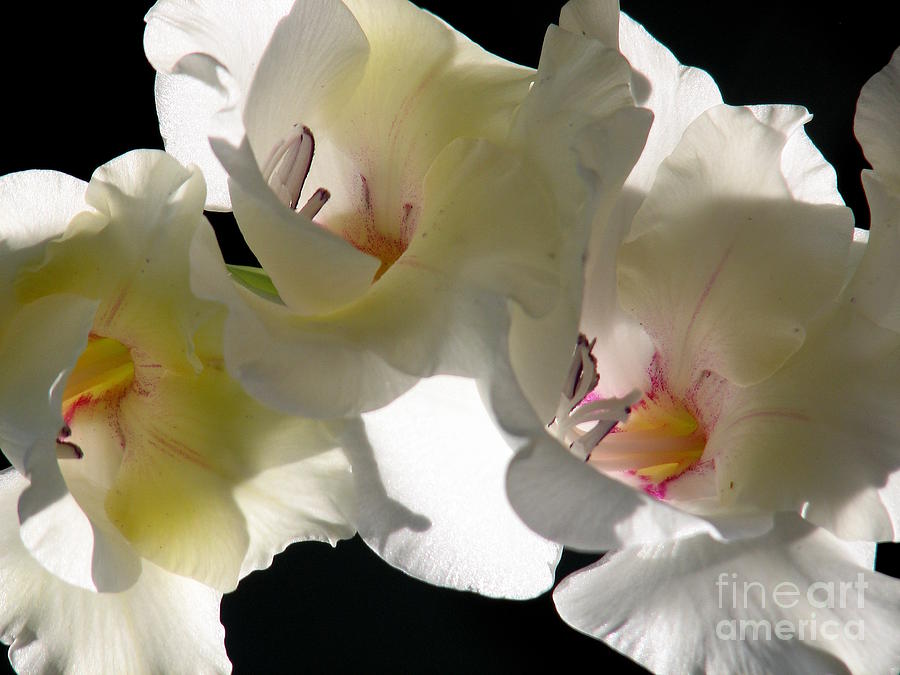 White Gladioli flowers Closeup Photograph by Rose Santuci-Sofranko