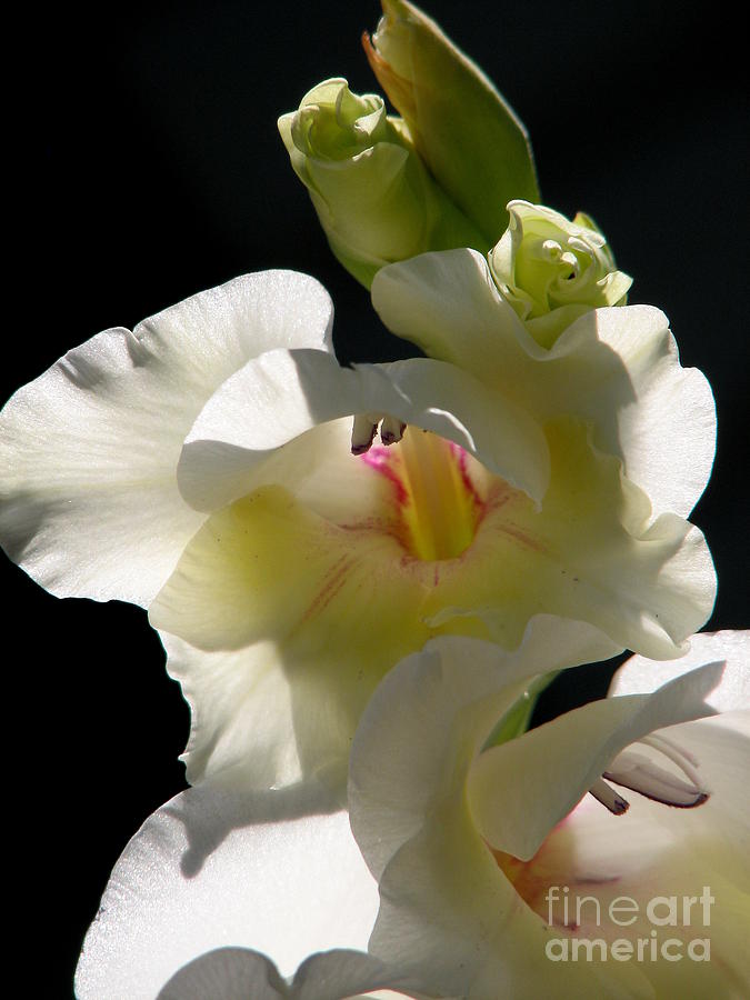 White Gladioli Flowers Macro Photograph by Rose Santuci-Sofranko