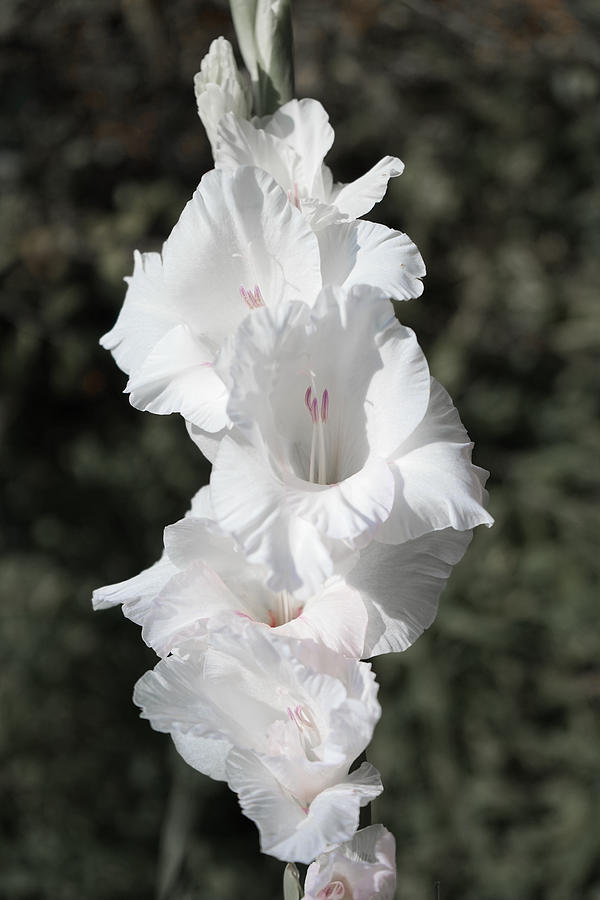 White Gladiolus Photograph by Sharon Popek
