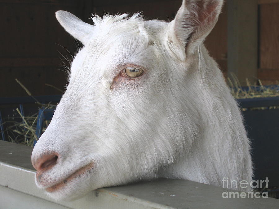 White Goat Relief