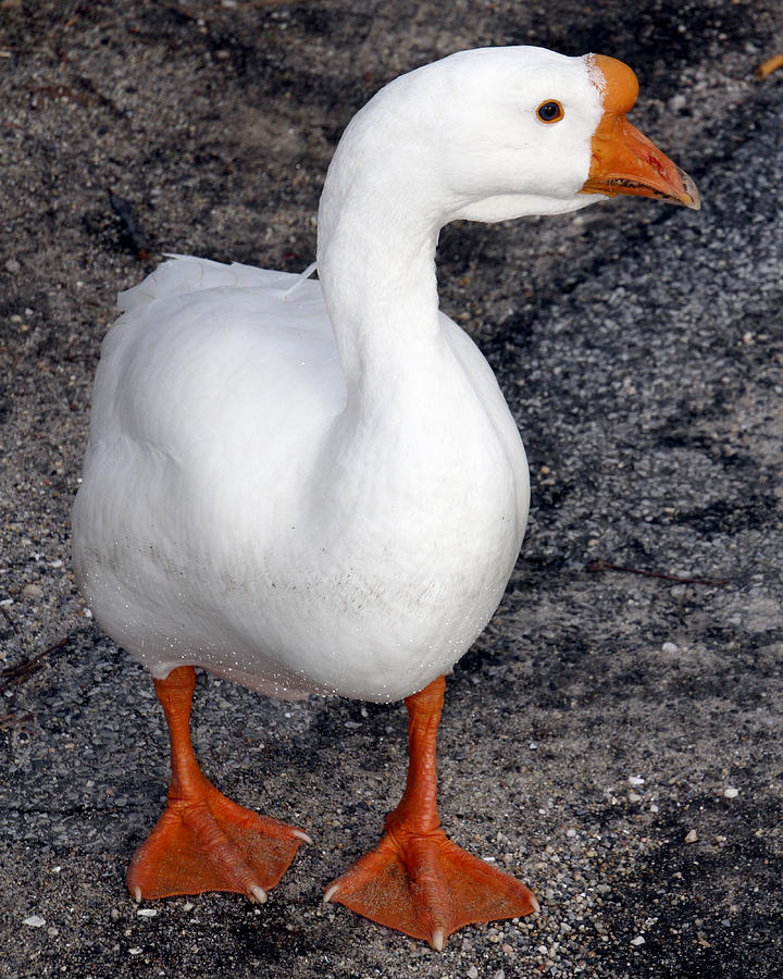 White Goose Photograph by Bob Slitzan