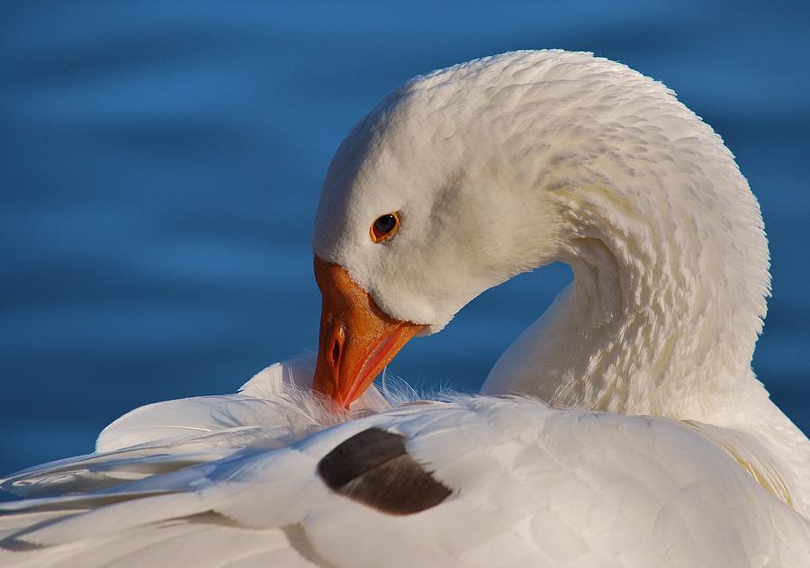 White Goose Portrait Photograph