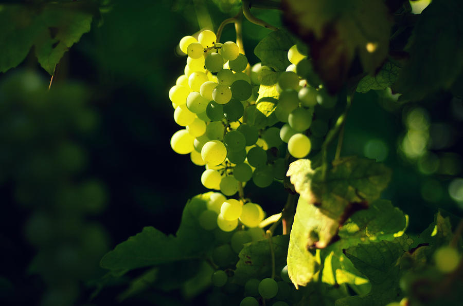 White grapes Photograph by Photo by Ira Heuvelman-Dobrolyubova