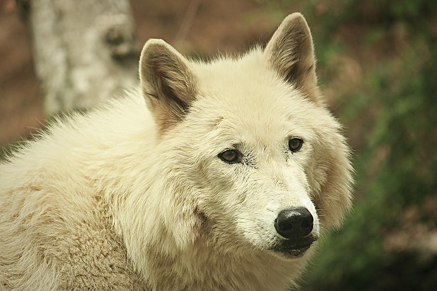 White Gray Wolf Photograph by Tammy Schneider