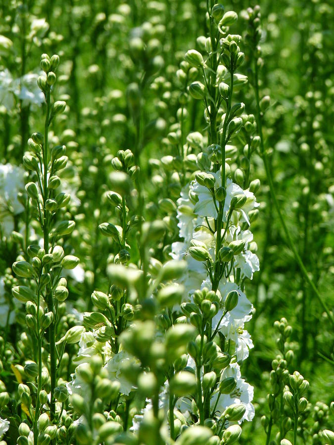White Green Stock Photograph by Jeff Lowe