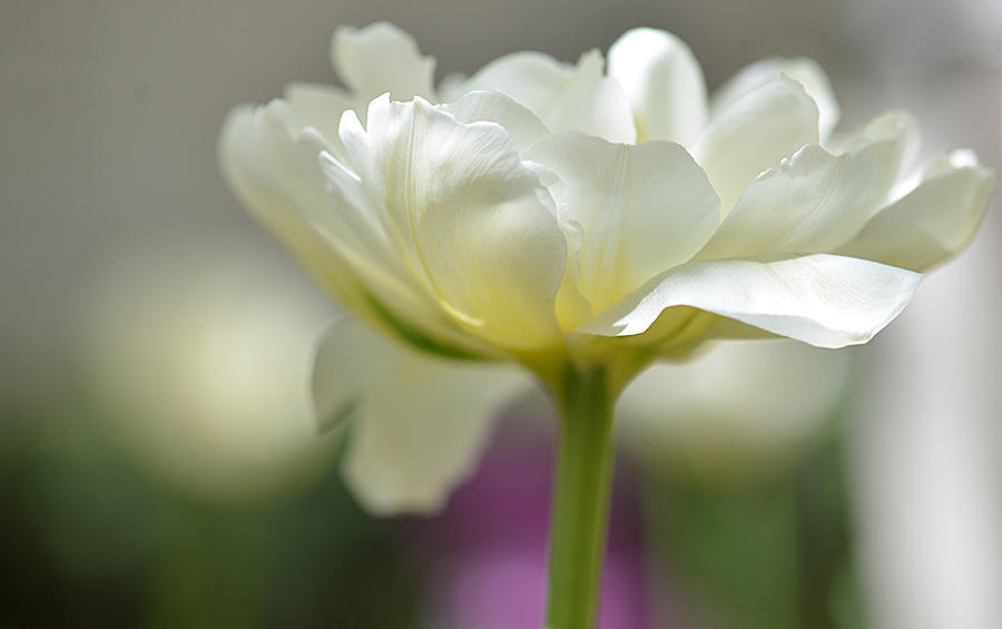 White Green Tulip Photograph by JoAnn Lense