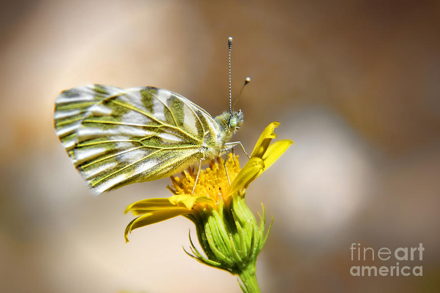 White Green Veined Butterfly Photograph