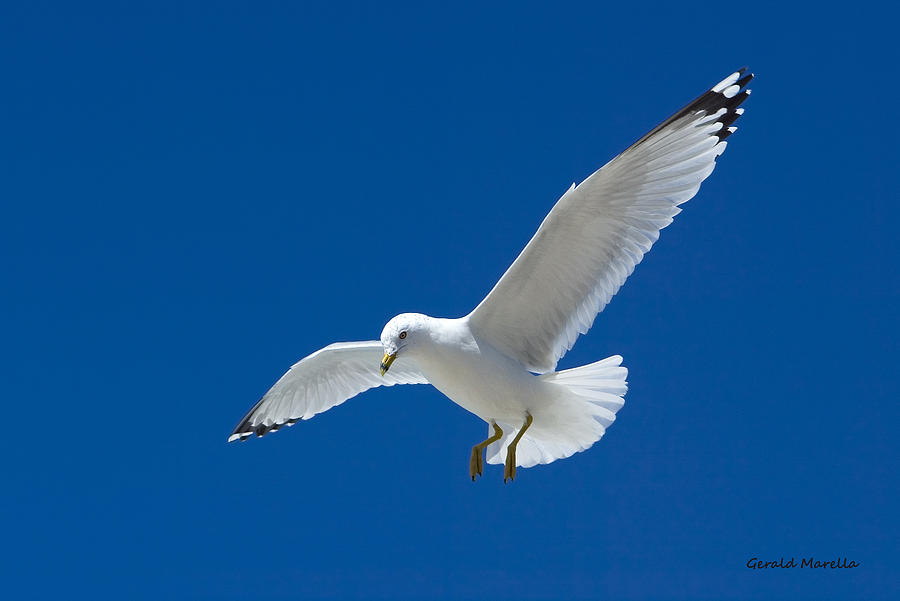 White Gull Against Blue Sky Photograph by Gerald Marella - Fine Art America