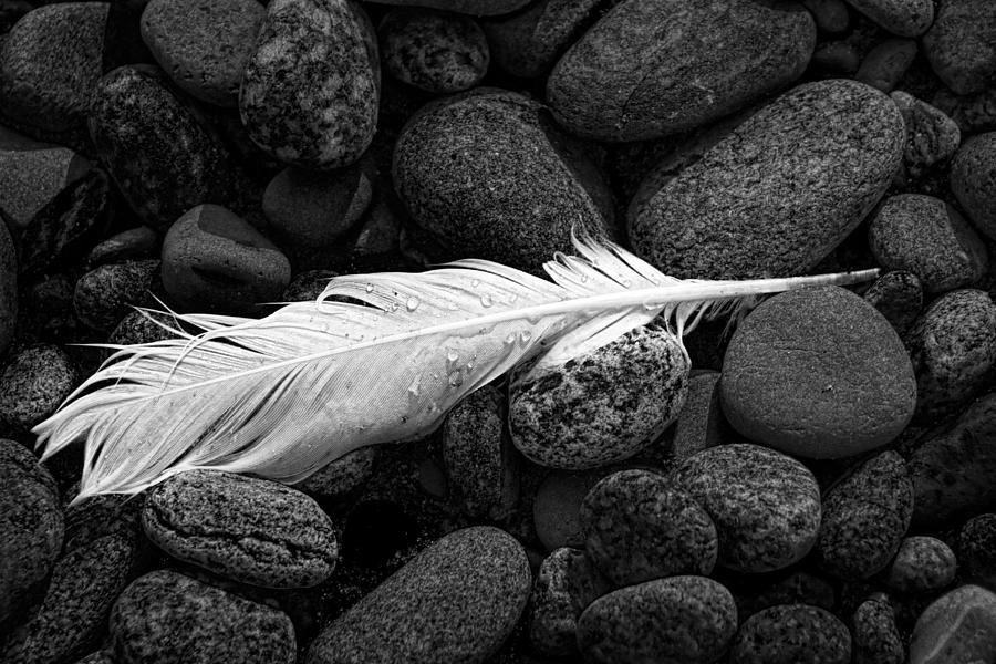 White Gull Feather Photograph by Randall Nyhof