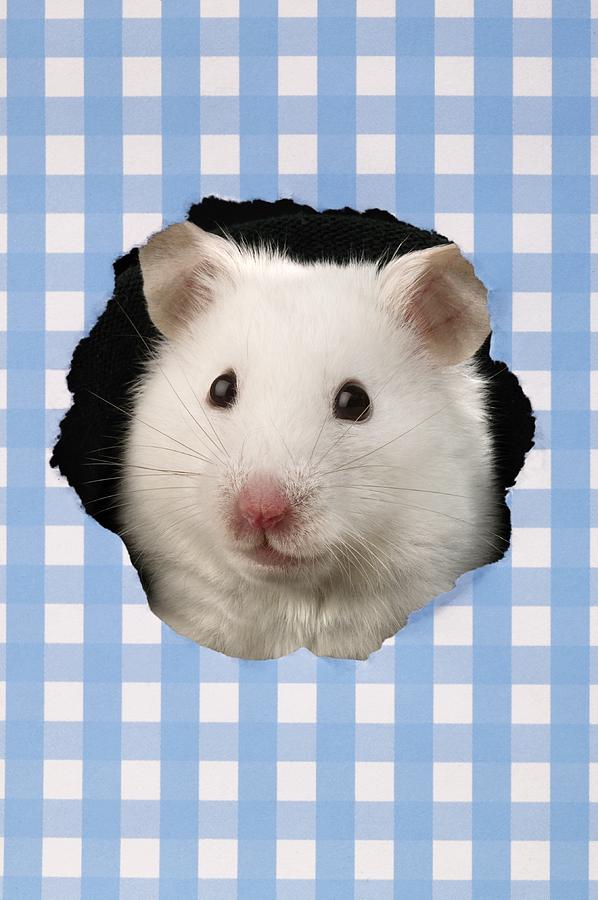 Animal Photograph - White Hamster by MGL Meiklejohn Graphics Licensing