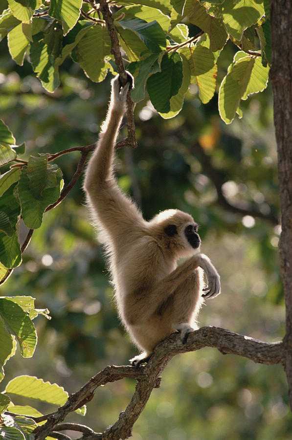 White-handed Gibbon In Tree Thailand Photograph by Gerry Ellis
