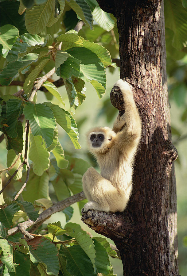White-handed Gibbon Thailand Photograph by Gerry Ellis