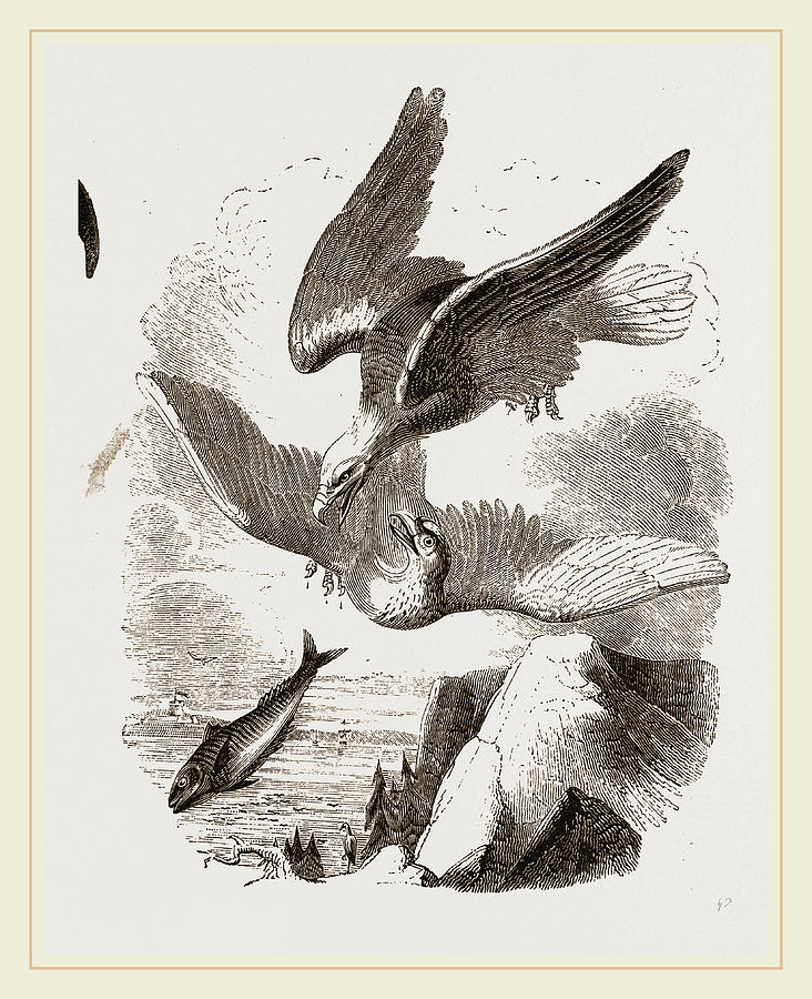 White-headed Eagle And Fish-hawk Drawing by Litz Collection - Fine Art ...