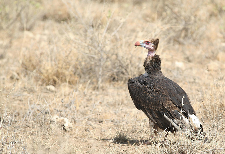 Vulture Photograph - White-headed Vulture  Trigonoceps occipitalis by Liz Leyden