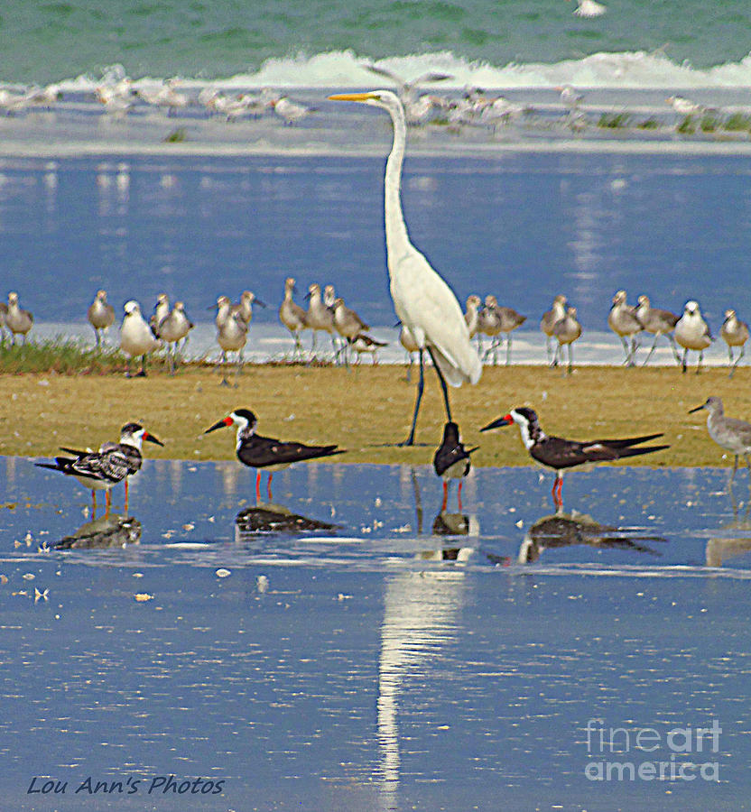 White Heron and sea gulls Photograph by Lou Ann Bagnall