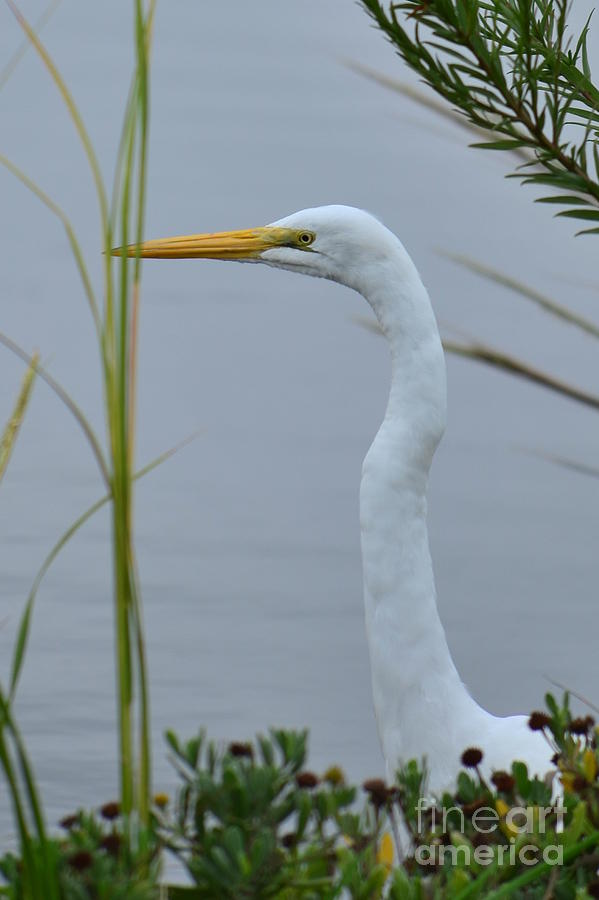 White Heron Headshot Photograph by Bob Sample