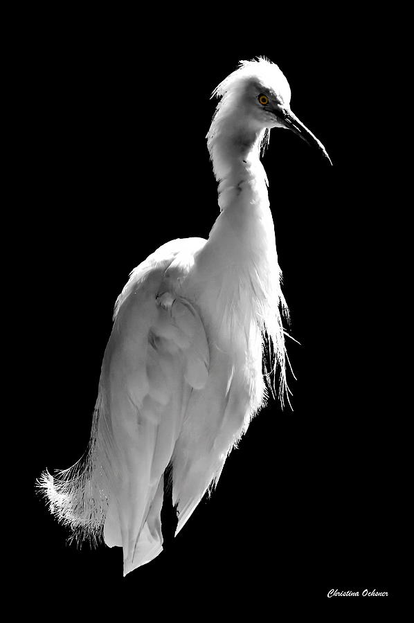 White Heron Photograph