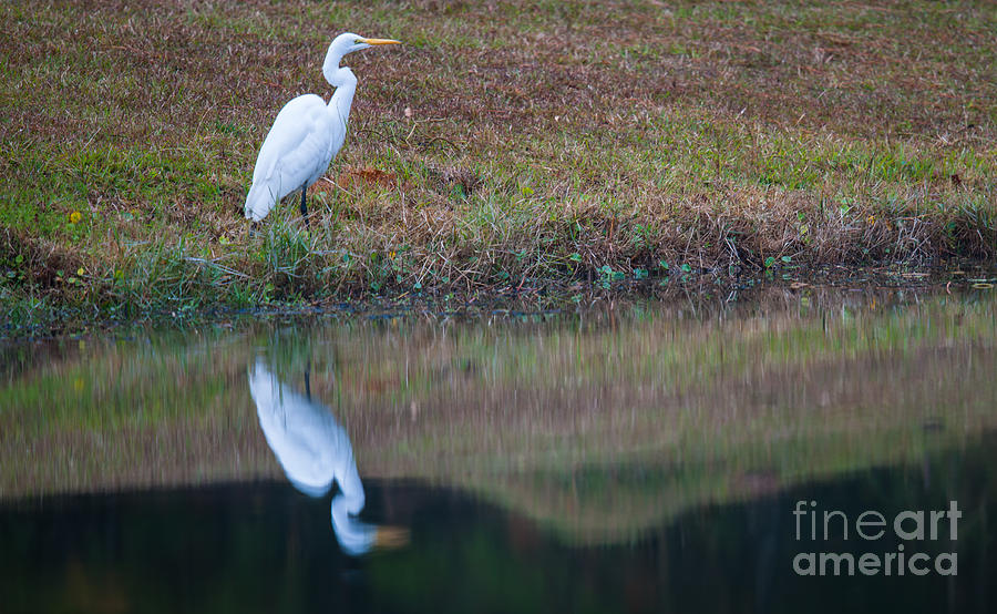 White Heron Contemplating Lunch Photograph by Dale Powell