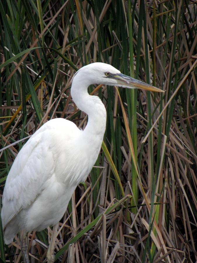 White Heron Photograph by Don Columbus | Fine Art America